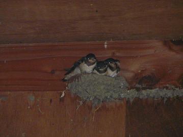 ツバメの子供大