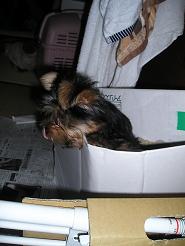 たった