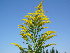 背高泡立草