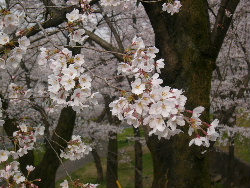 桜