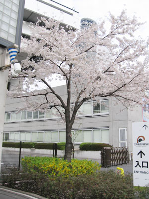 sakuraenisida.JPG
