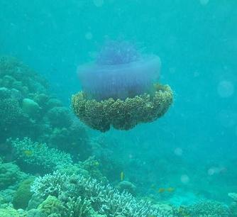 セブ島　エチゼンクラゲ？