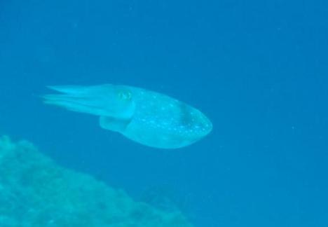 セブ島　コブジメ