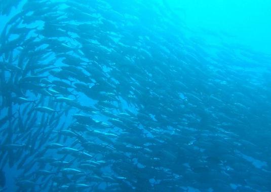 セブ島 魚の壁