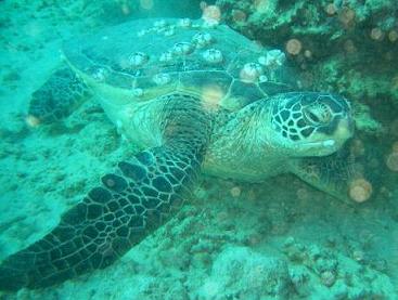 ハワイ　ウミガメの正面に回ってみる