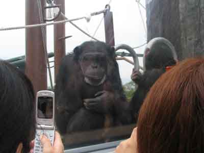 旭山動物園チンパンジー