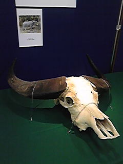 牛・・・丑年だから、国立科学博物館