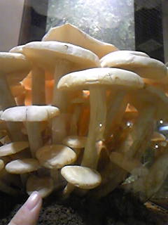 キノコが人類を救う？