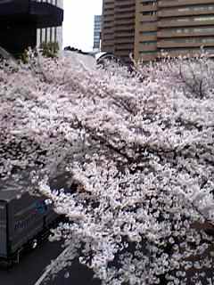 桜坂の桜、08年3月
