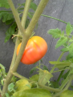 トマト　家庭菜園　赤くなってきた！