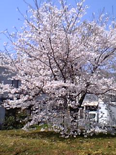 ０７年３月３０日　墨田区の桜