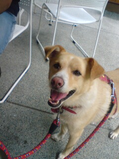 よもぎうどんくれ