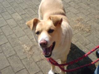 牛犬君ちょっとペースダウン