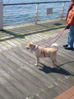 哀愁漂う男と牛犬君