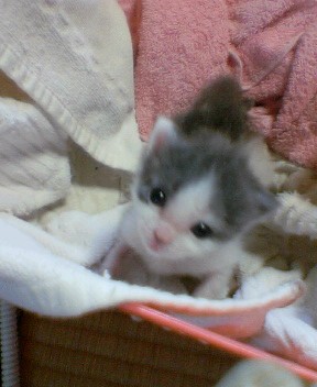 もう大人にゃ～