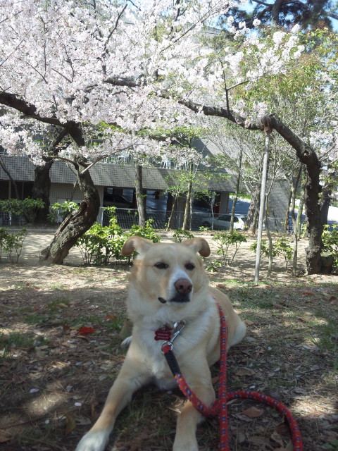 記念桜
