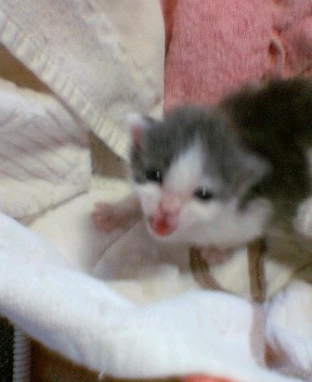 早くミルクくれにゃ～