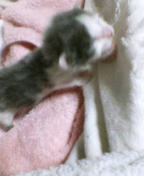 生後６日目ちびちびにゃん