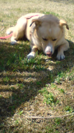 山羊になるねん