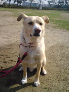 僕は元気いっぱいだす