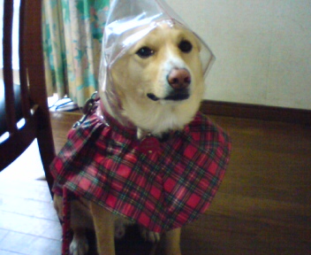 母ちゃん雨だね