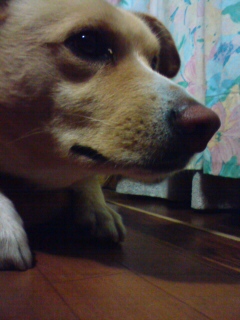 でかい