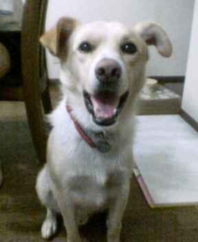 ええ加減な母ちゃん