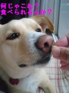 何ですかこりは