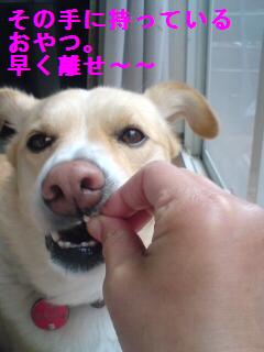 早くよこしなさい