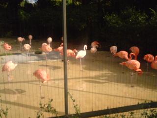 ふらみんごさん