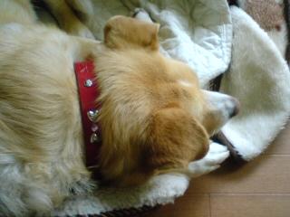 気に入ったかな