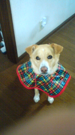 けんけんカッパ