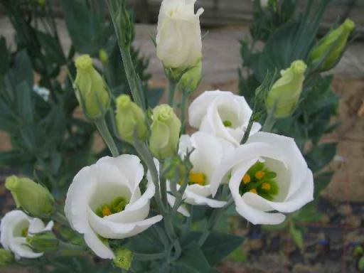 トルコギキョウ　キュートスノー