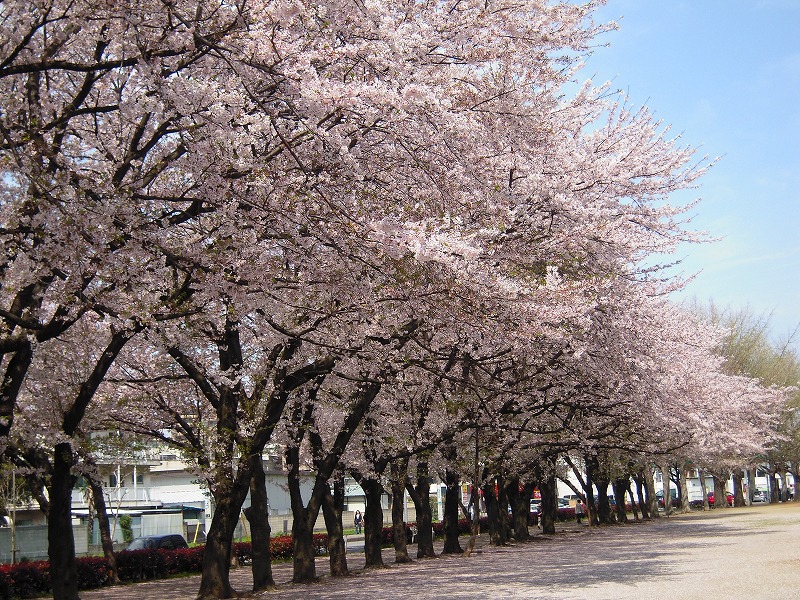 マラソン道路