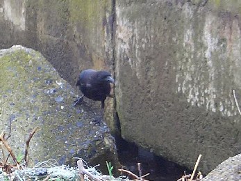 カラス