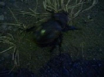 サイカチ♀