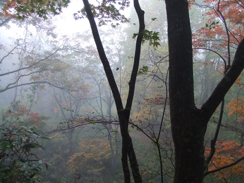 朝の森散歩.jpg