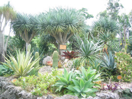 サボテン系の植え込み