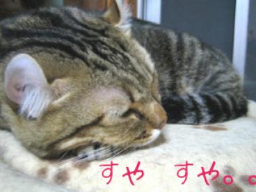 すやすや・・・