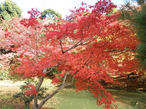 高台寺の紅葉