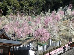 大縣神社