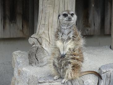 岡崎東公園のミーアキャット