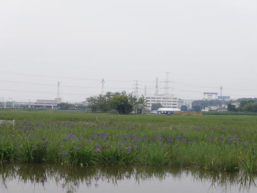 小堤西池カキツバタ群落