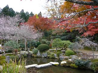 実光院の不断桜と紅葉