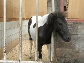 愛知牧場の馬