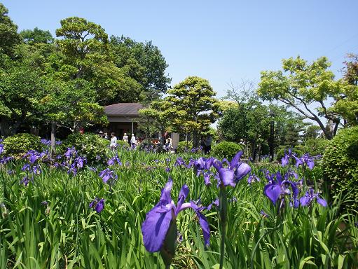 知立八橋かきつばたまつり・無量寿