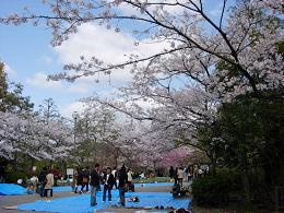 円山公園の桜