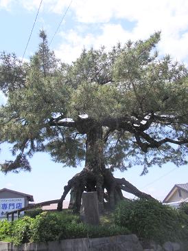 根上りの松・愛知県知立市