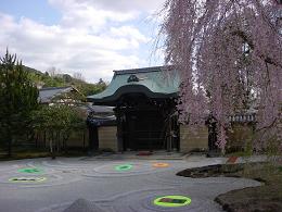 京都高台寺の桜