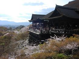 京都清水寺の桜